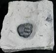 Enrolled Eldredgeops Trilobite From New York #9195-1